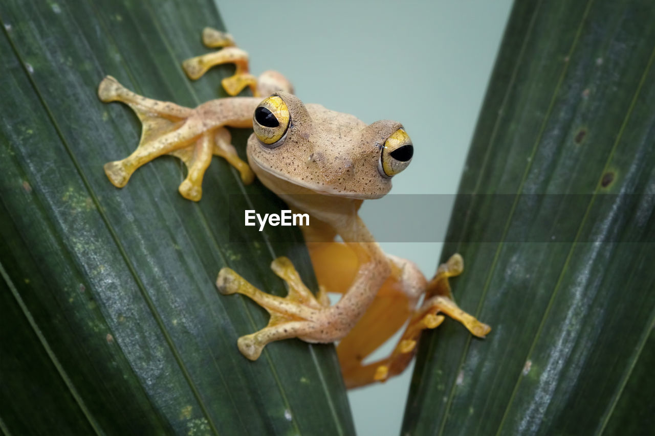 Close-up portrait of tree frog on leaf