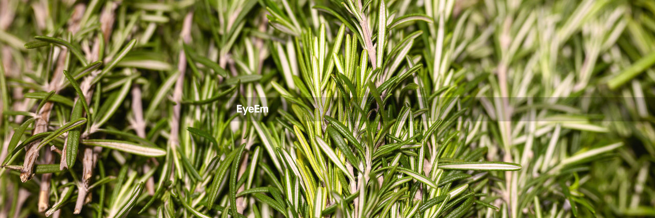 Rosemary bunches of aromatic herbs cooking seasoning close up. banner