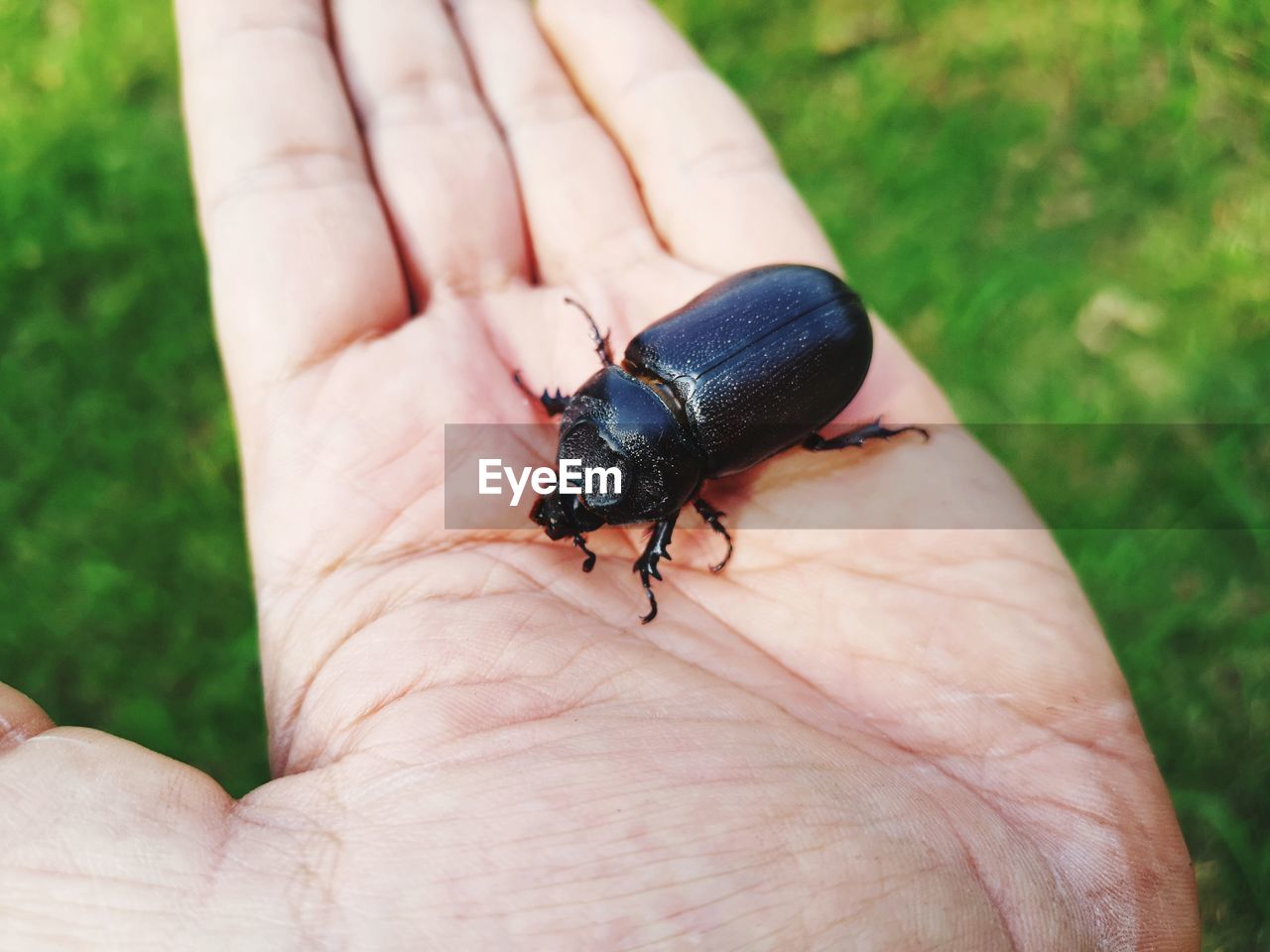 CLOSE-UP OF LADYBUG ON HAND