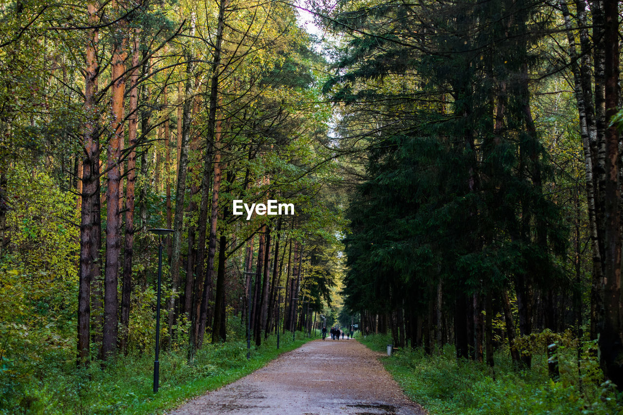 Road amidst trees in forest