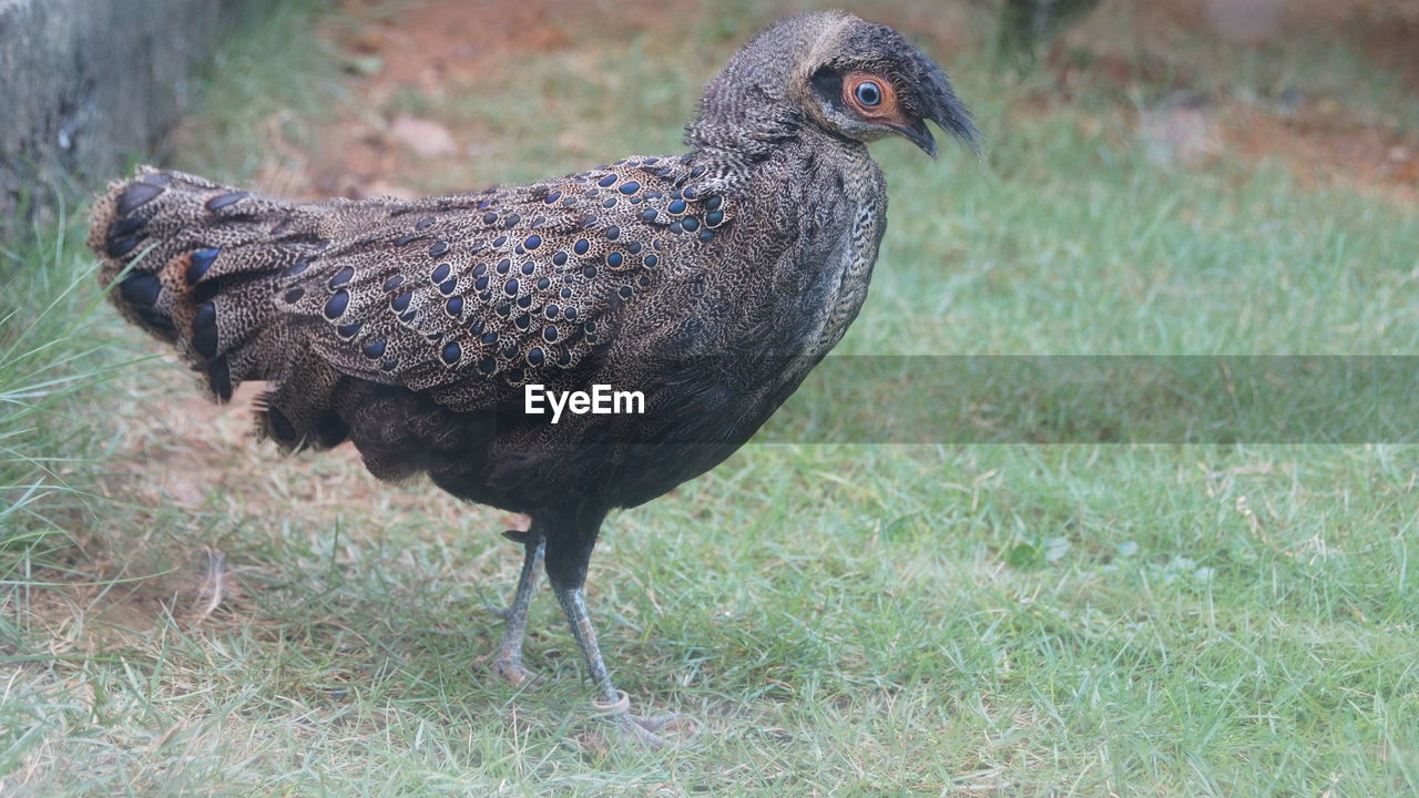 Close-up of a bird on field