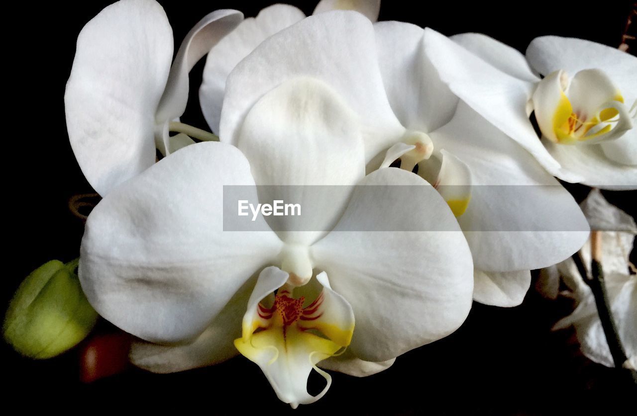 CLOSE-UP OF WHITE FLOWER