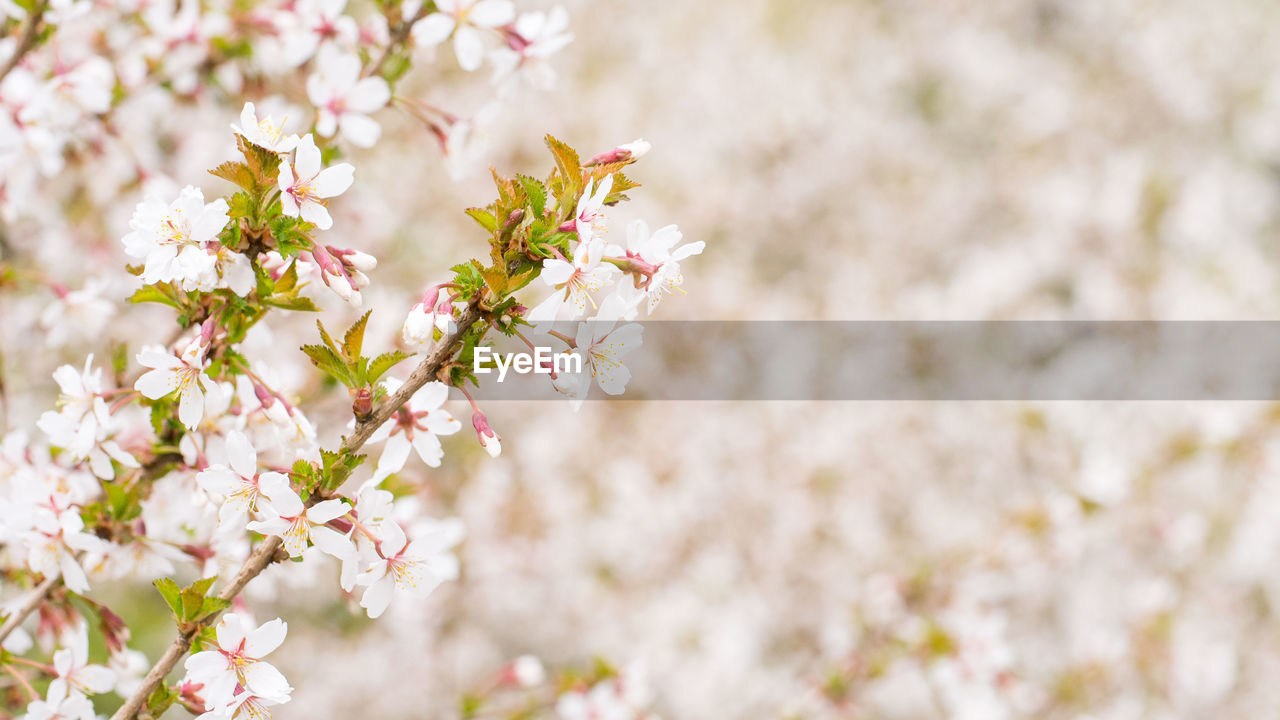 CLOSE-UP OF PINK CHERRY BLOSSOM