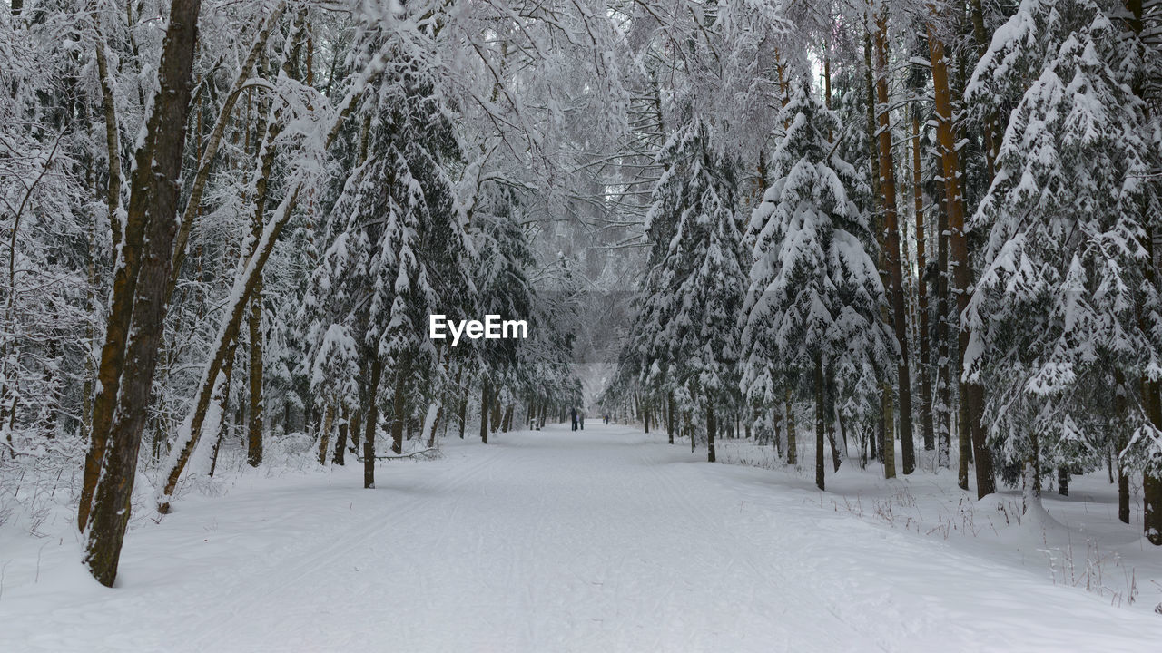 Trees in snow covered forest