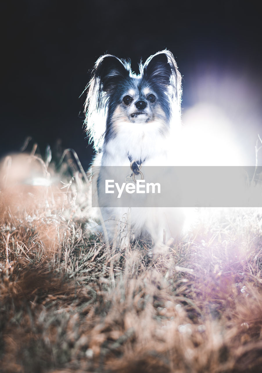 PORTRAIT OF A DOG ON FIELD DURING SUNSET