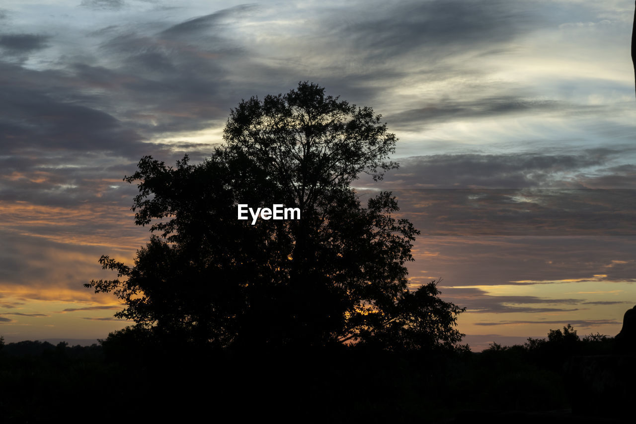 Low angle view of silhouette trees against sky during sunset