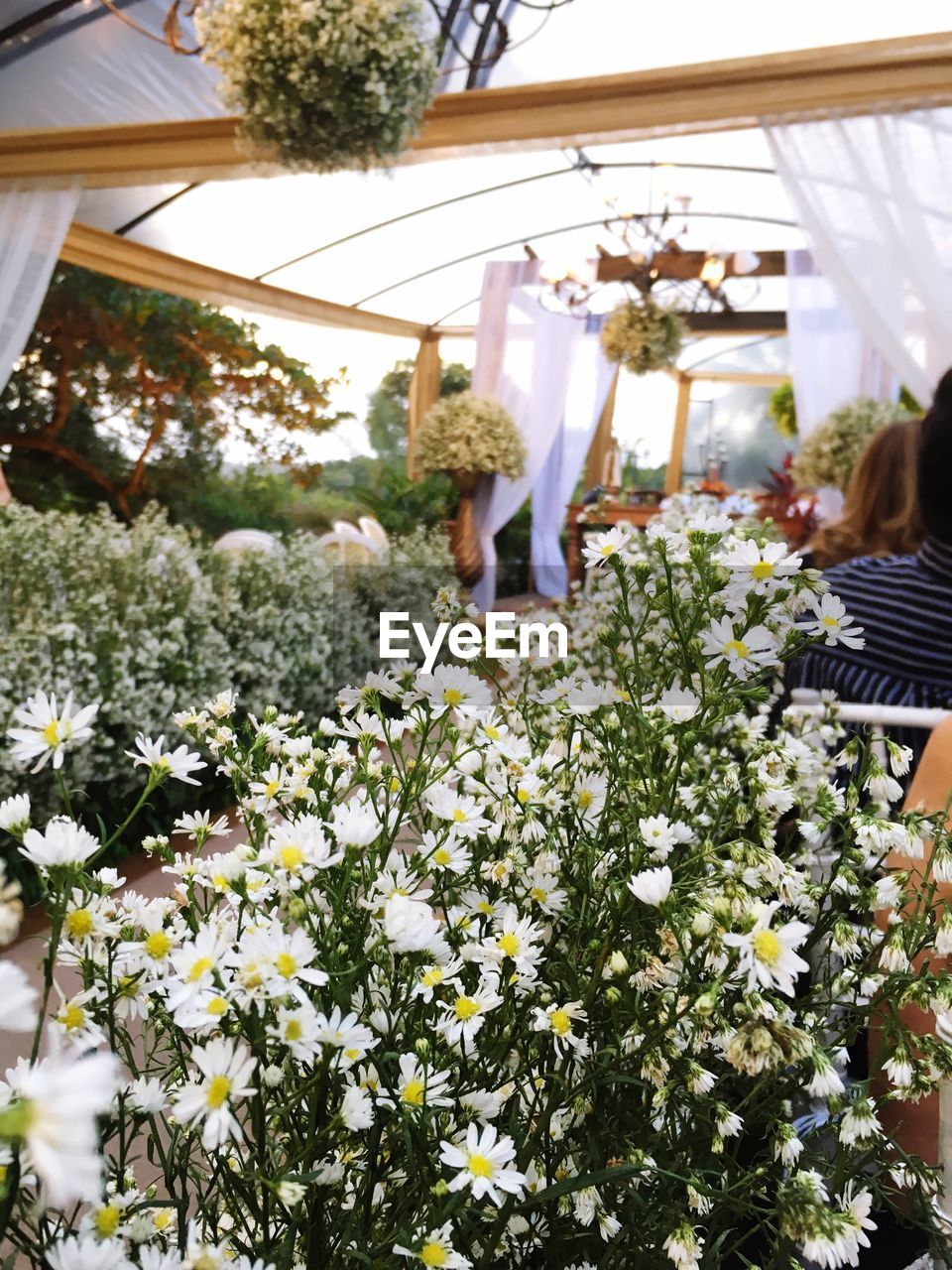 PEOPLE IN FLOWER PLANTS