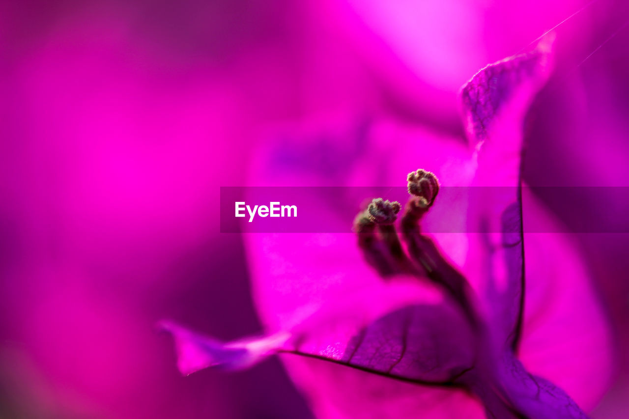 Close-up of pink rose flower