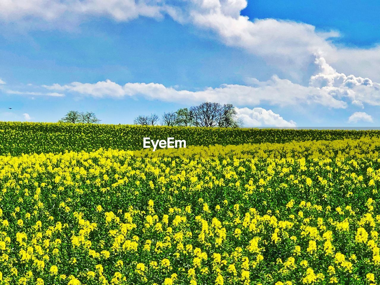 landscape, rapeseed, plant, field, flower, agriculture, rural scene, land, canola, sky, environment, beauty in nature, vegetable, produce, yellow, flowering plant, crop, freshness, cloud, growth, oilseed rape, scenics - nature, nature, food, farm, springtime, brassica rapa, tranquility, abundance, tranquil scene, mustard, no people, blossom, meadow, prairie, idyllic, vibrant color, plain, day, outdoors, blue, grassland, fragility, cultivated, tree, food and drink, summer, sunlight, horizon over land, rural area, cultivated land, non-urban scene, green