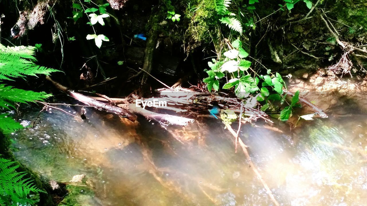 CLOSE-UP OF WATER FLOWING OVER FOREST