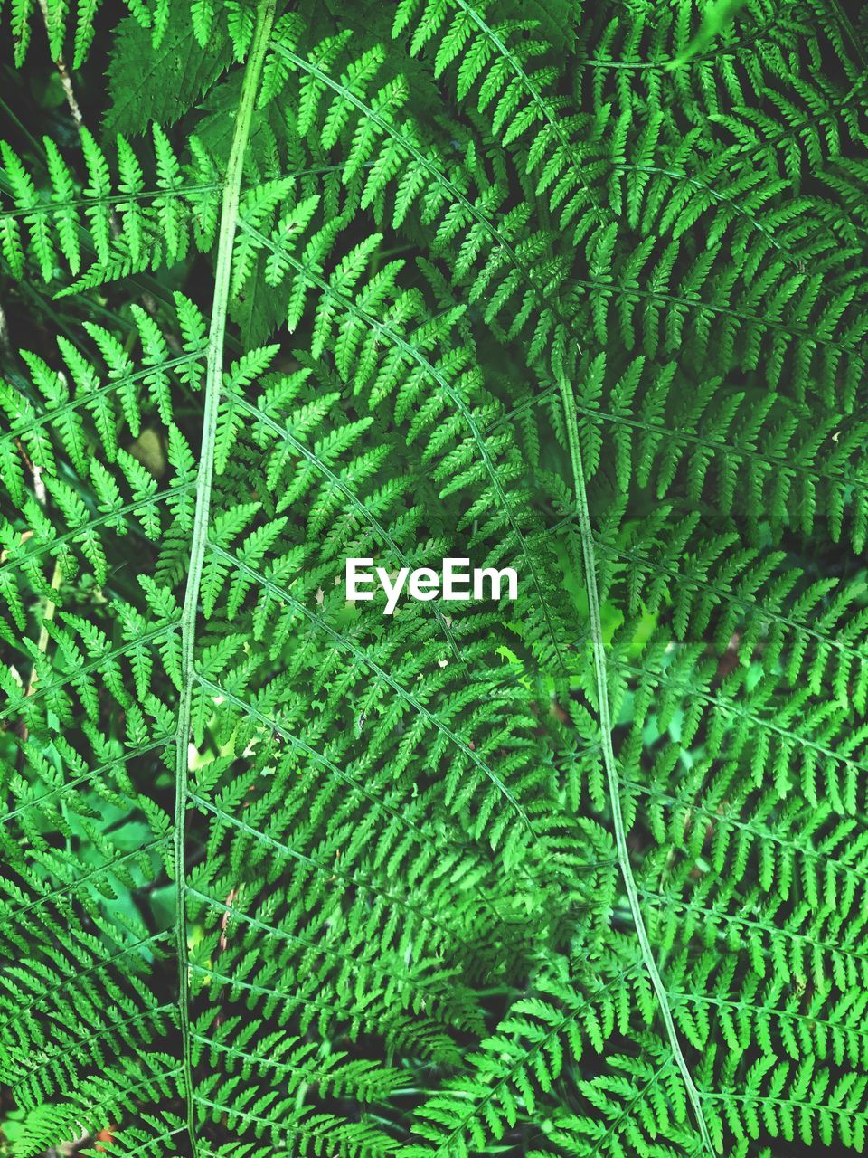 Full frame shot of fern leaves