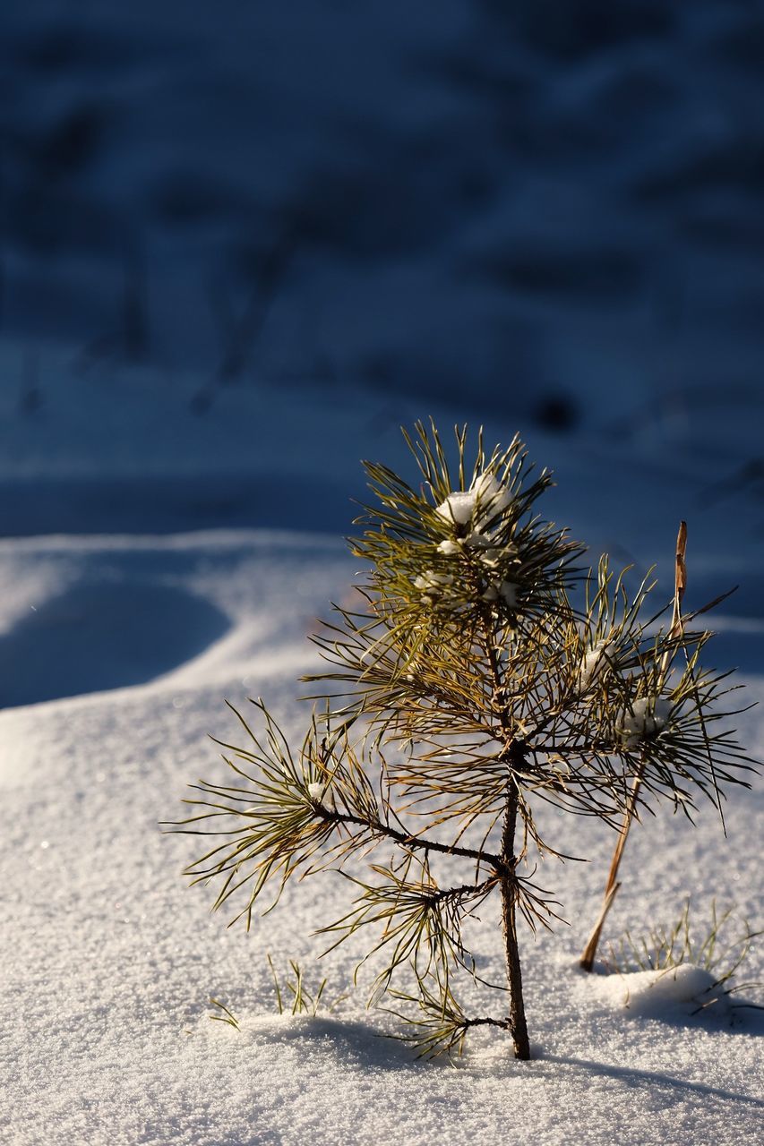 Close-up of plant on beach against sky