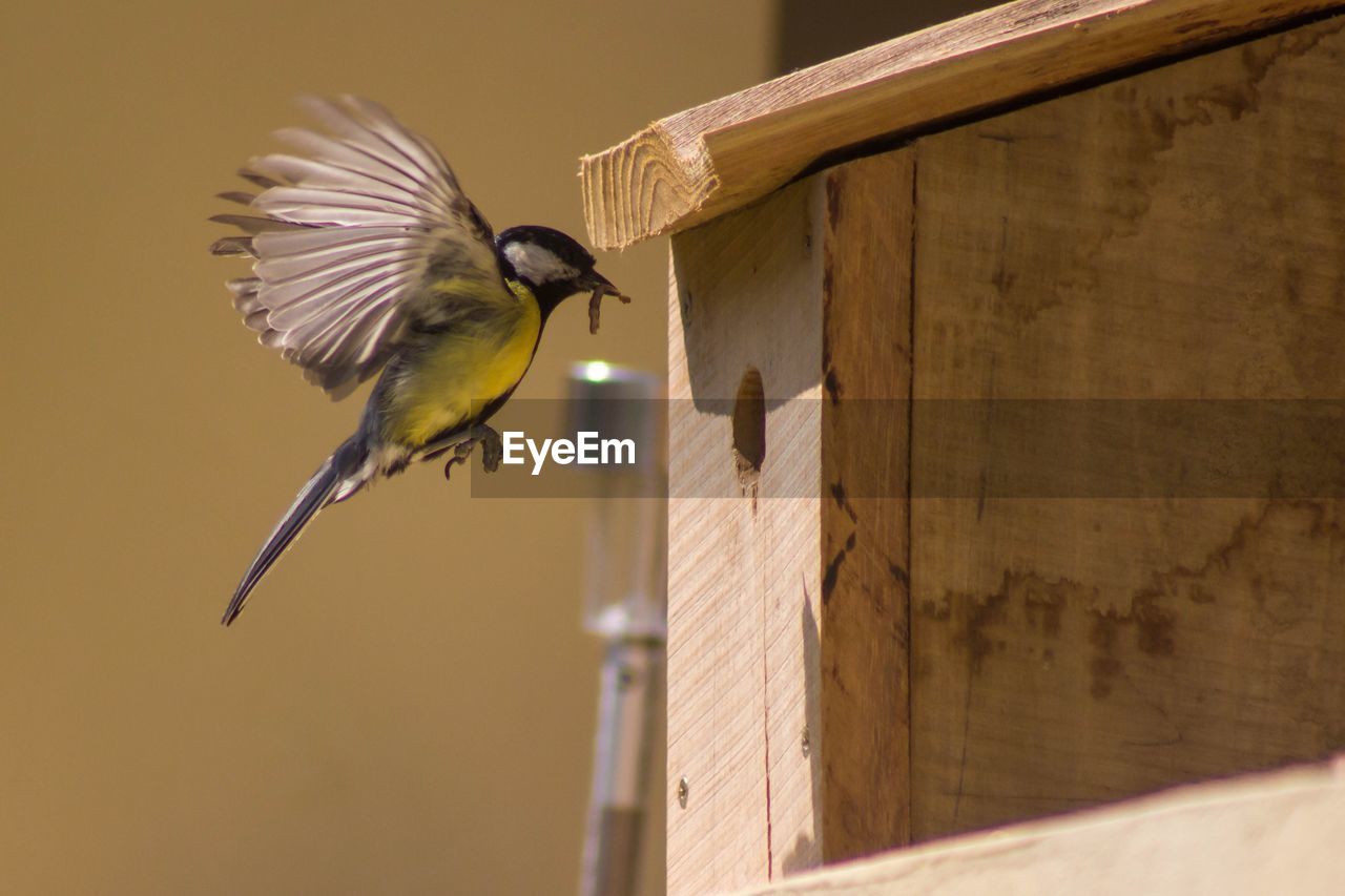 Close-up of bird perching by wooden feeder