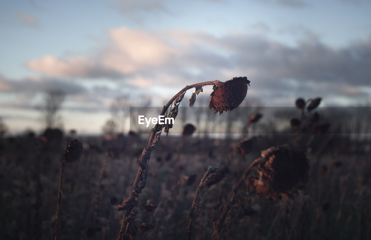 Close-up of wilted subflower on field against sky during sunset