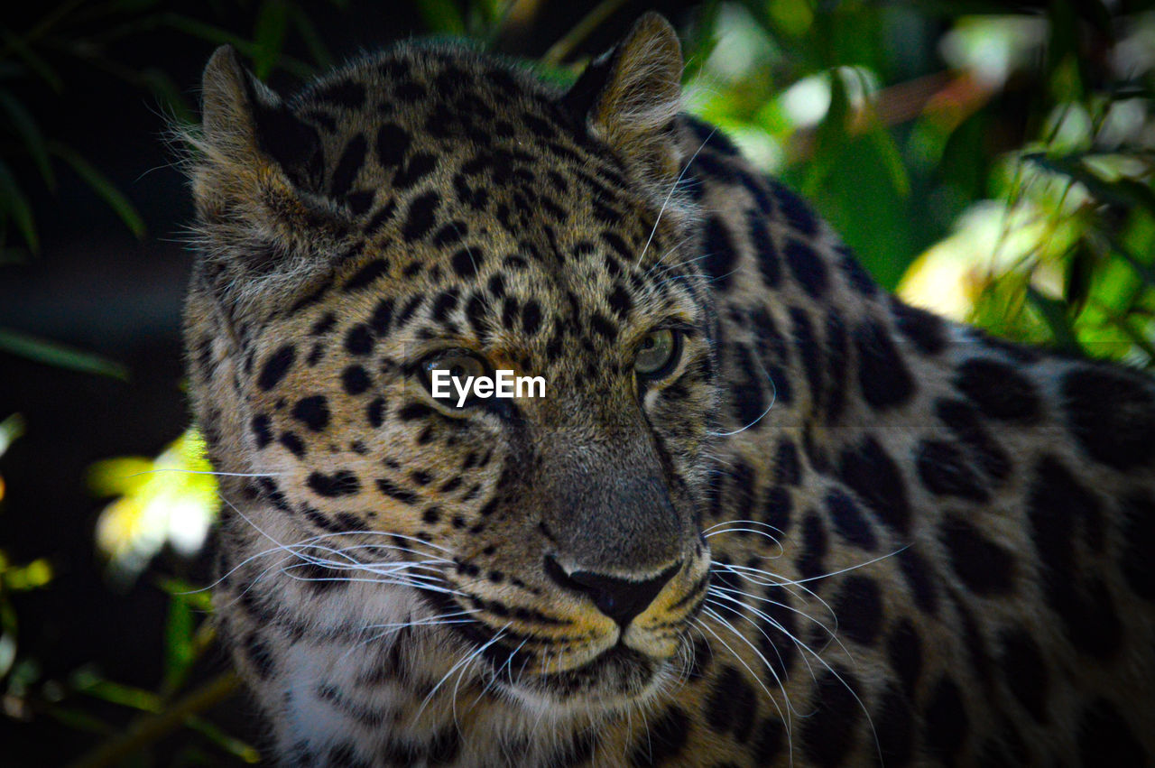 Close-up portrait of a cat