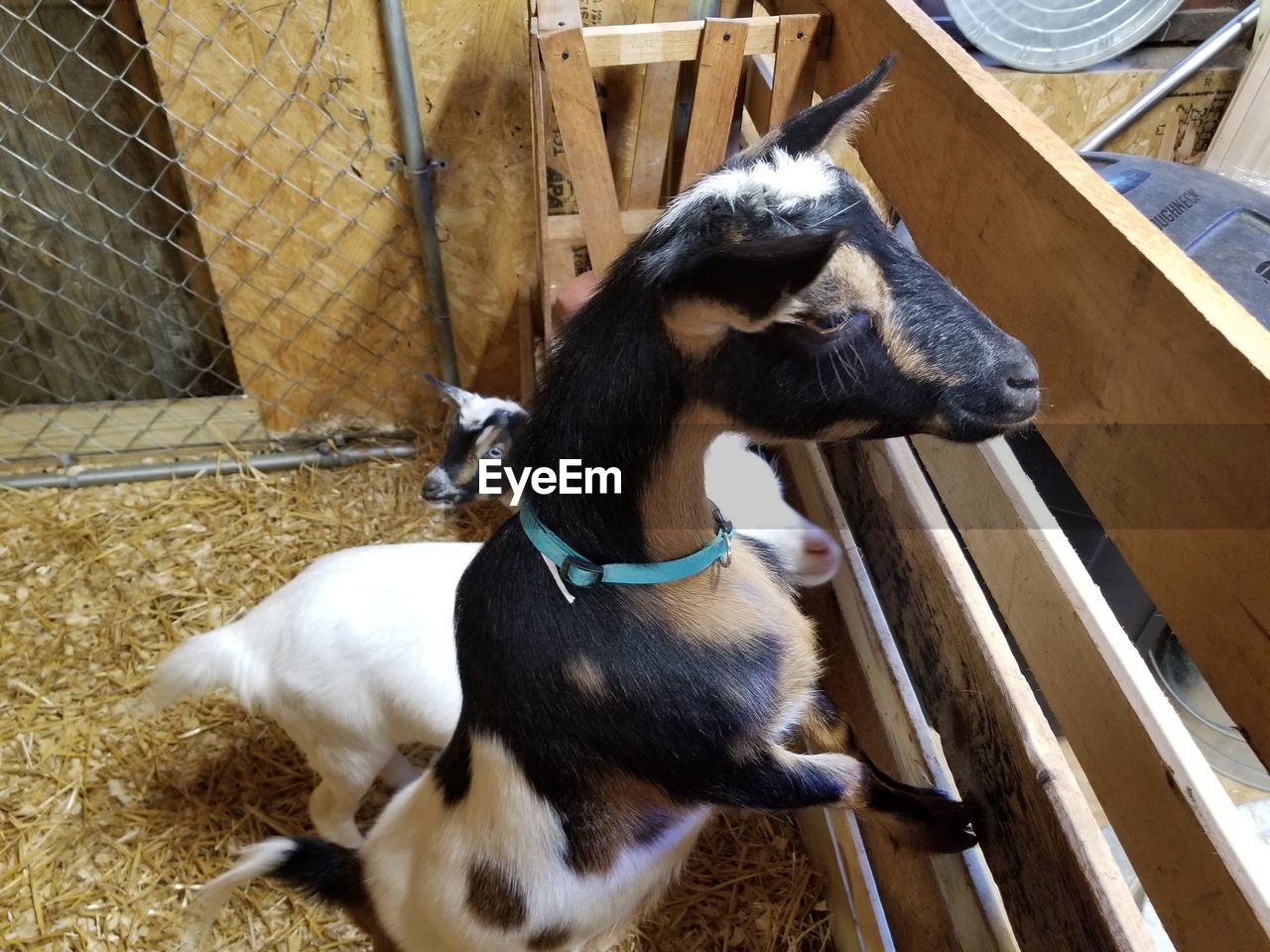 High angle view of two dogs on fence