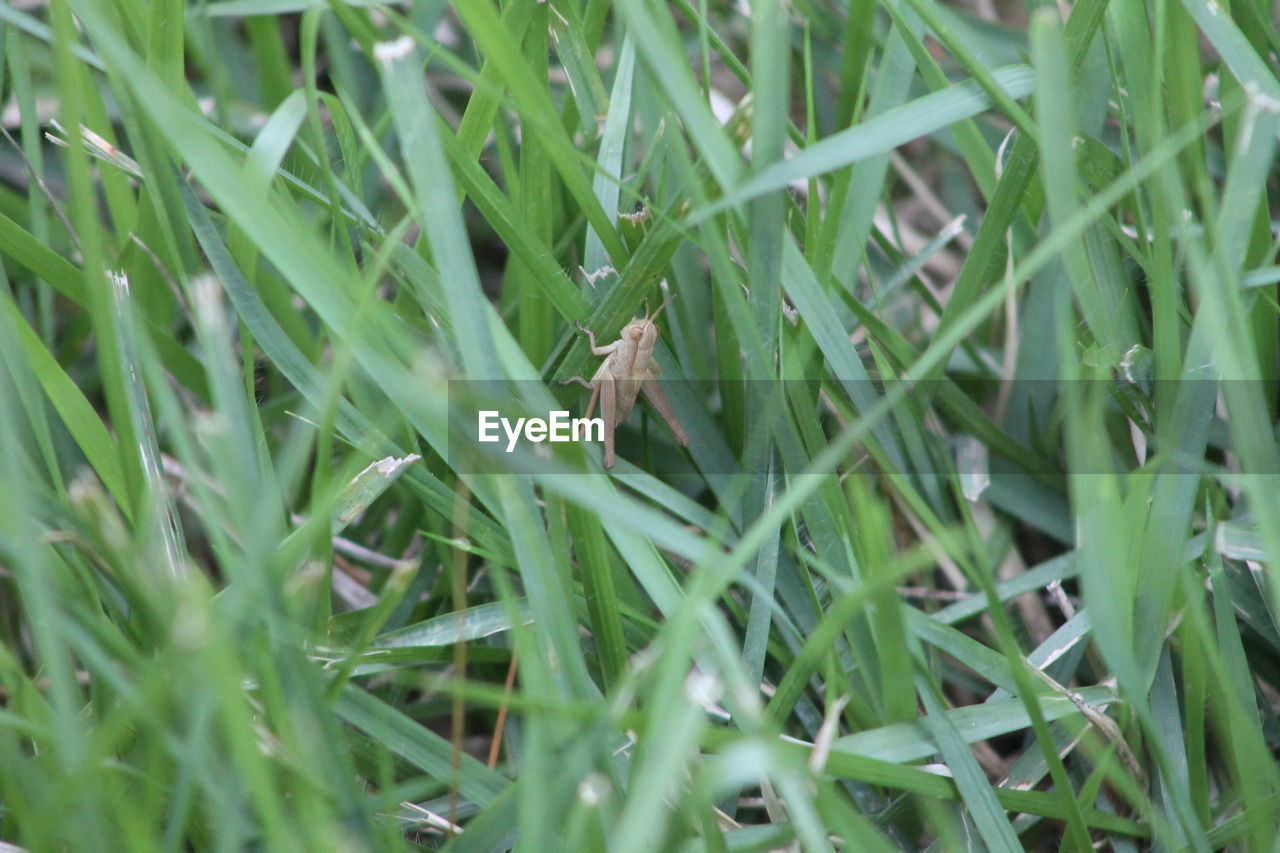 FULL FRAME SHOT OF GRASS WITH PLANTS
