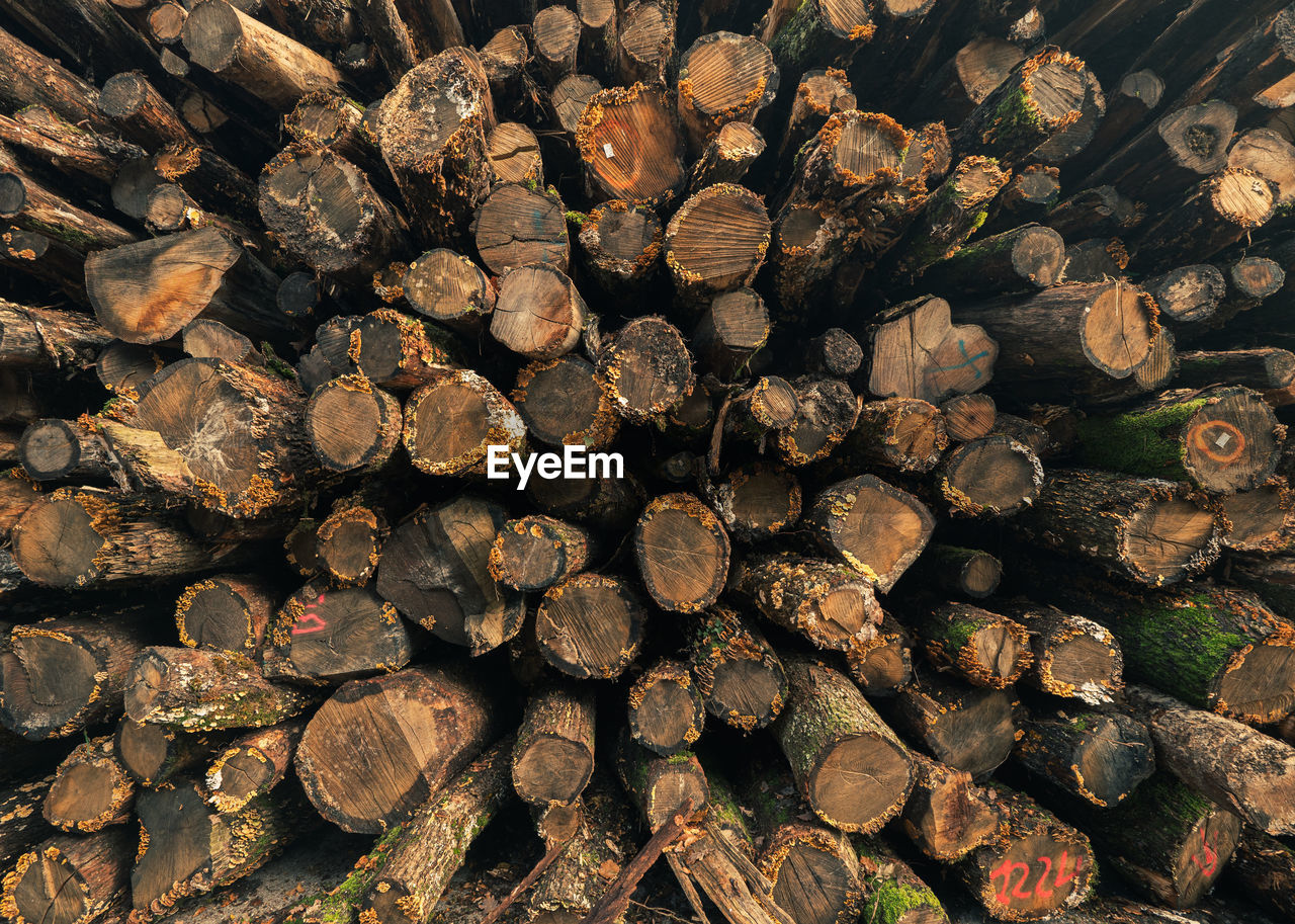 Full frame shot of logs in forest