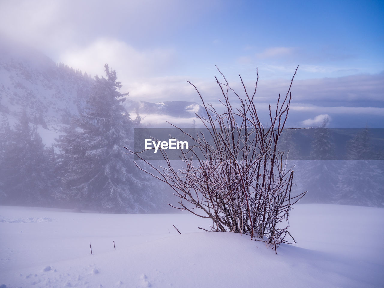 SNOW COVERED LAND AND TREES AGAINST SKY