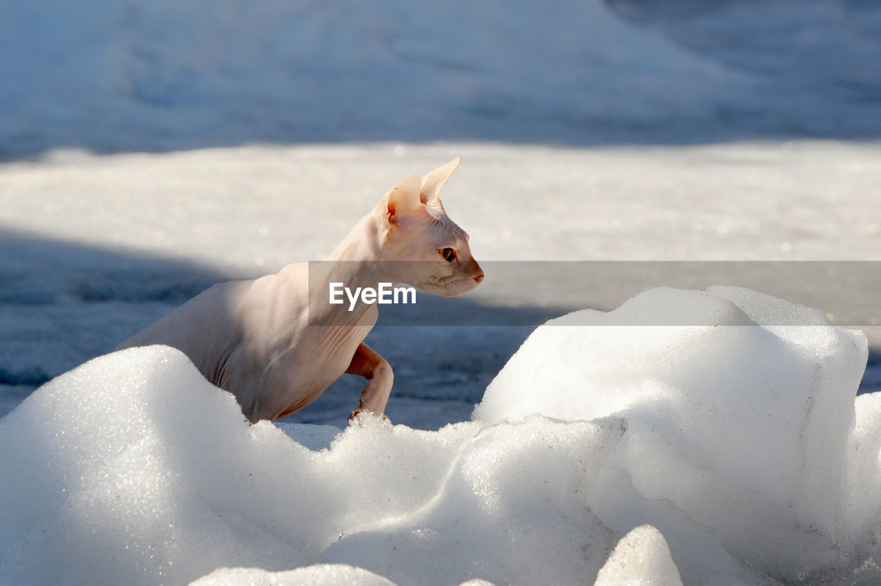 Side view of sphynx hairless cat on snow