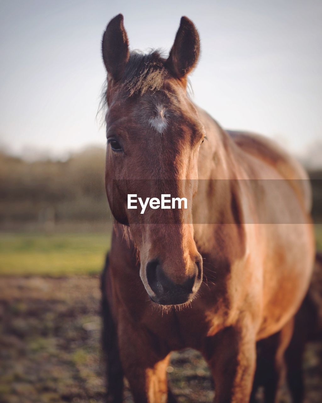 Close-up portrait of horse standing on field against sky at barn