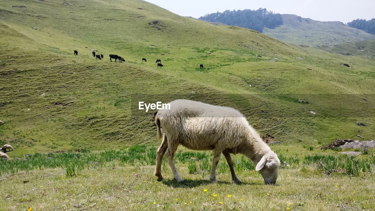 SHEEP GRAZING ON FIELD