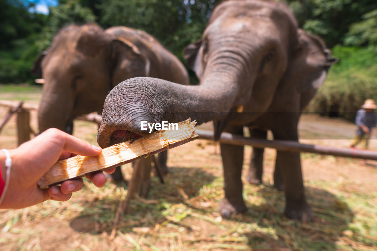 Feeding elephants