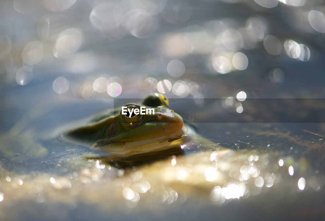 Close-up of frog in water