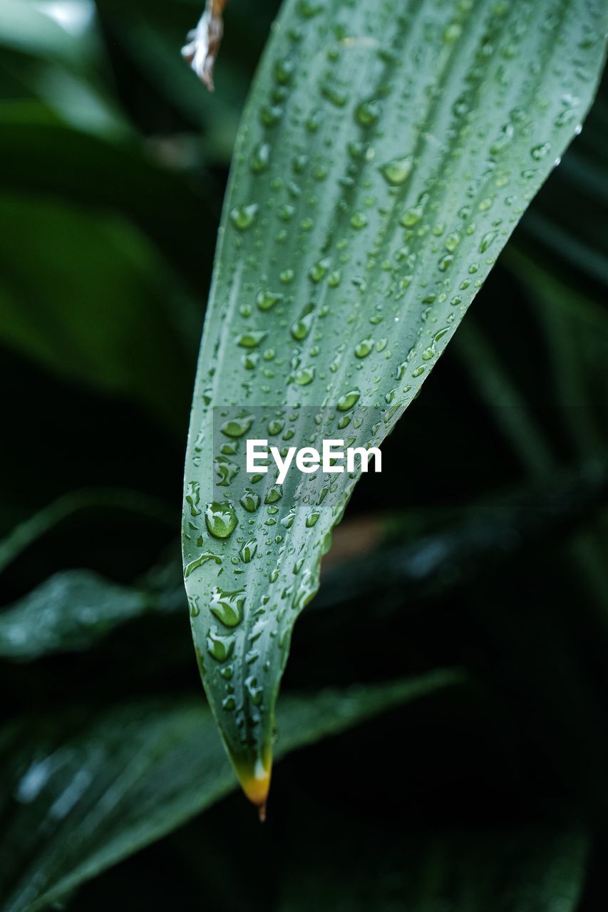 Close-up of raindrops on leaf