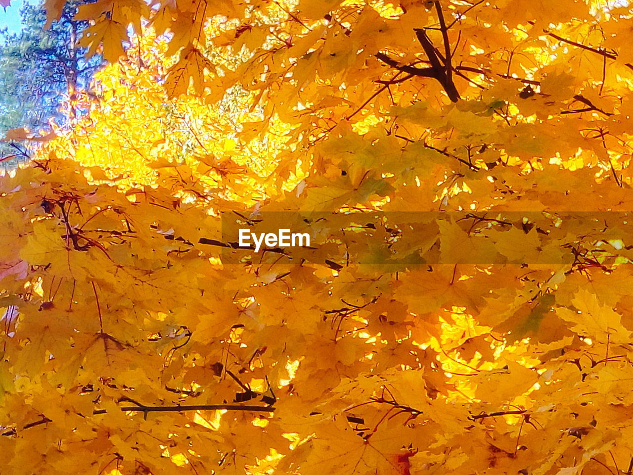 CLOSE-UP OF MAPLE LEAVES ON TREE