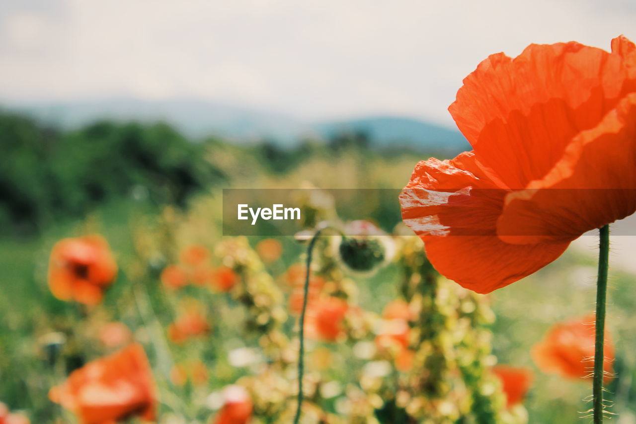 Close-up of red poppy blooming in field