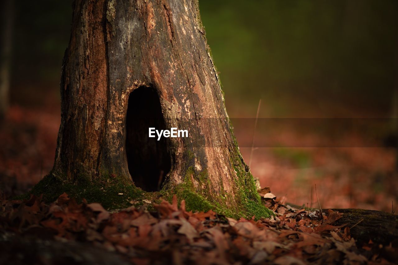 CLOSE-UP OF TREE TRUNK IN FOREST DURING AUTUMN