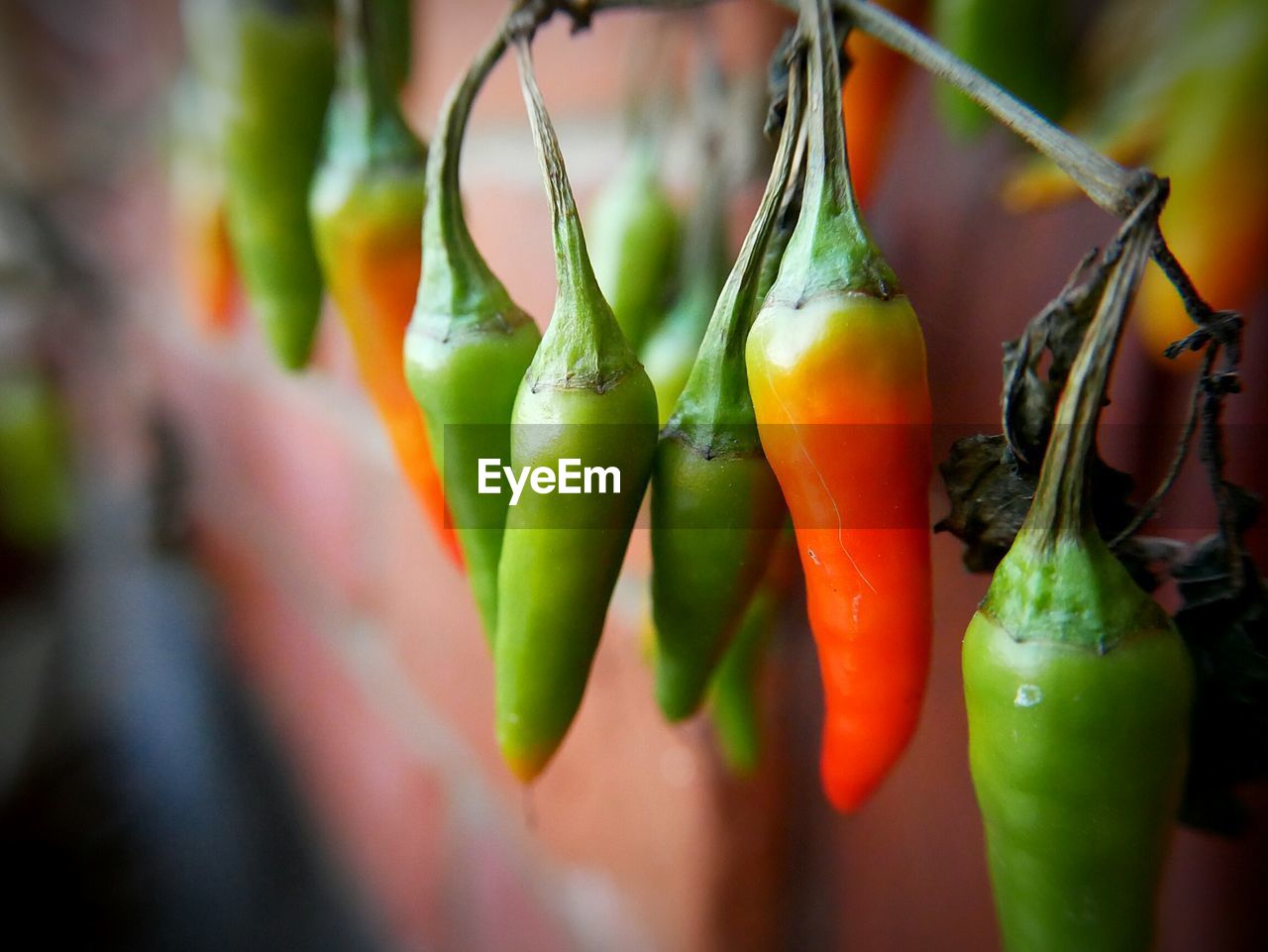 CLOSE-UP OF FRESH VEGETABLES