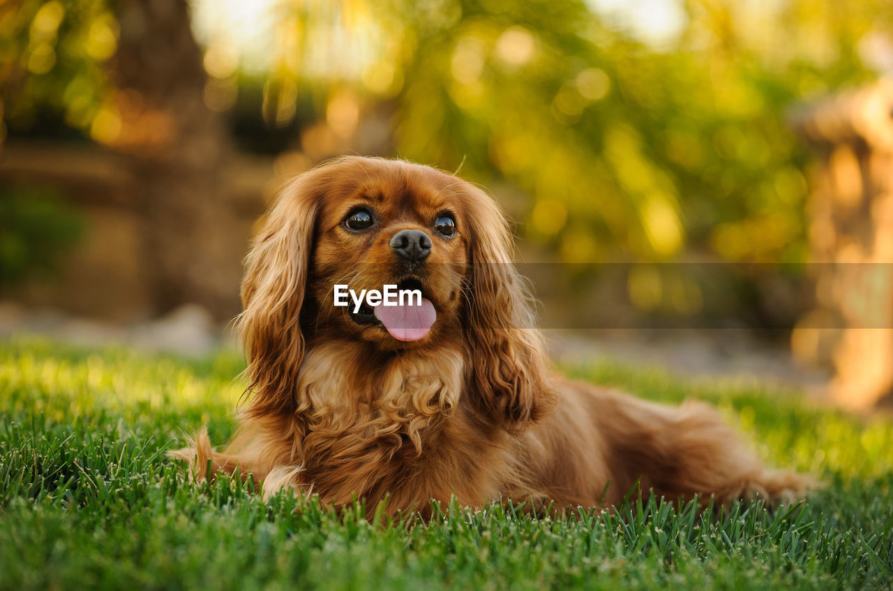 Cavalier king charles spaniel panting while resting on grass