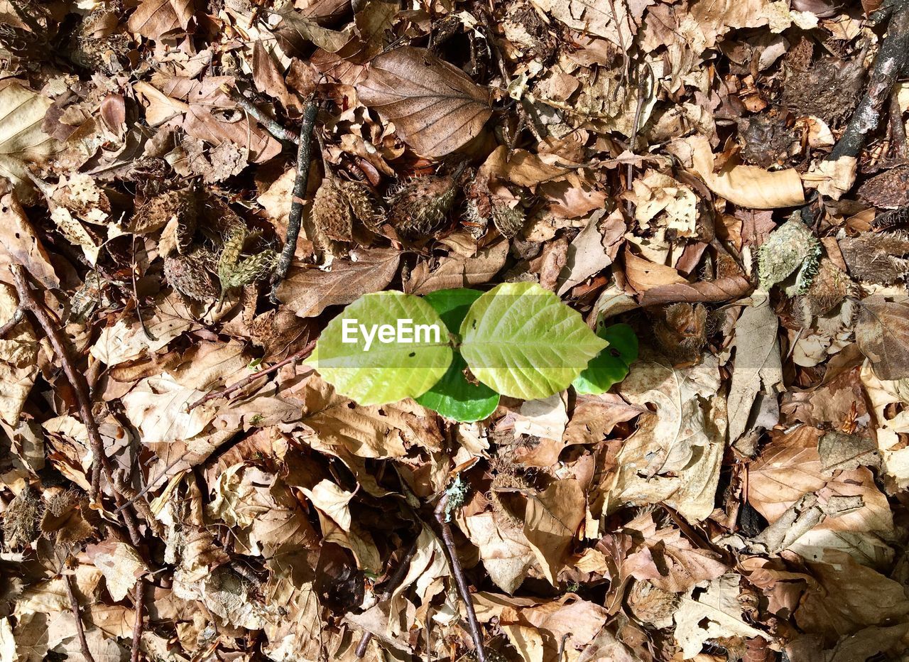 HIGH ANGLE VIEW OF DRY LEAVES