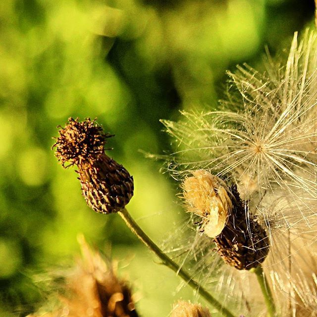 CLOSE-UP VIEW OF PLANT