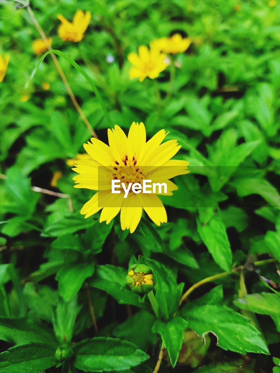 CLOSE-UP OF YELLOW FLOWERING PLANT IN BLOOM