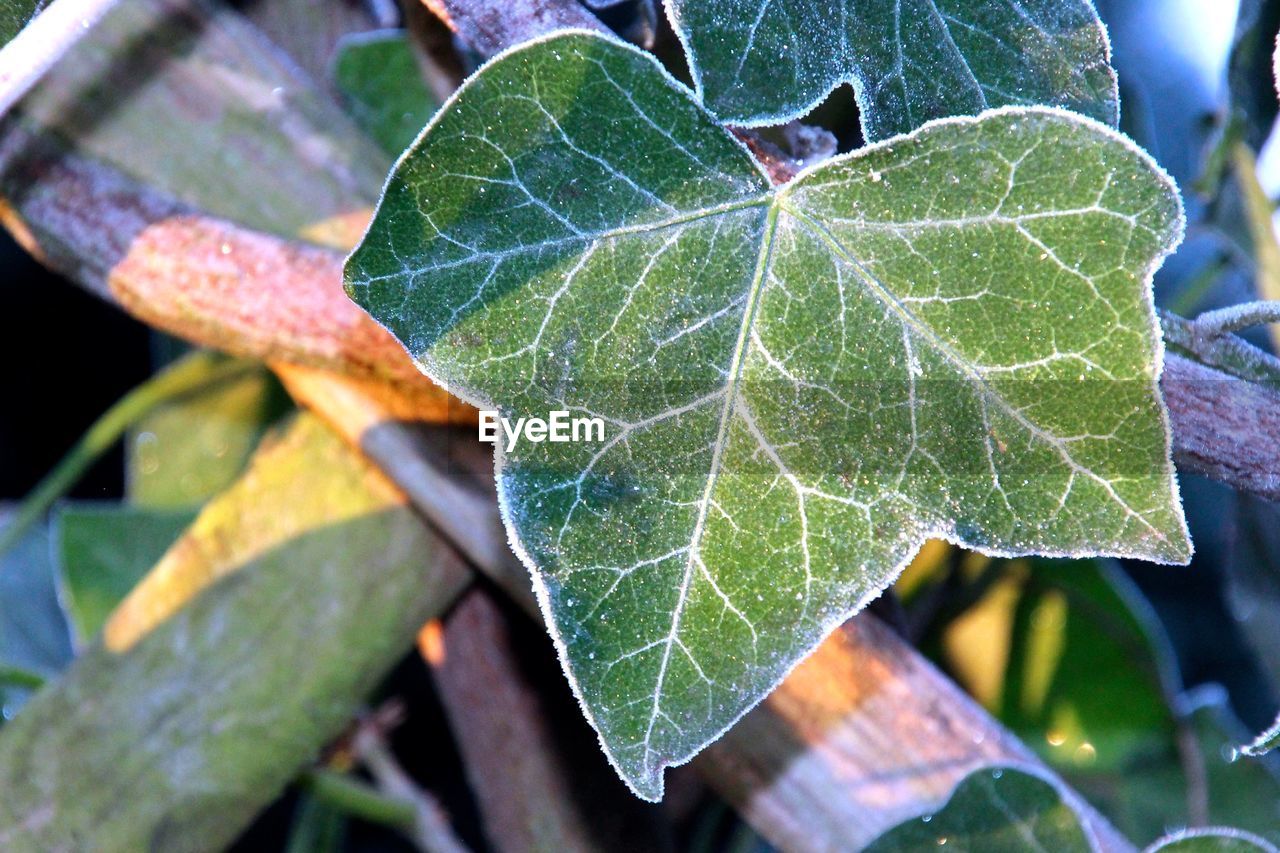 Veins of plant leaf