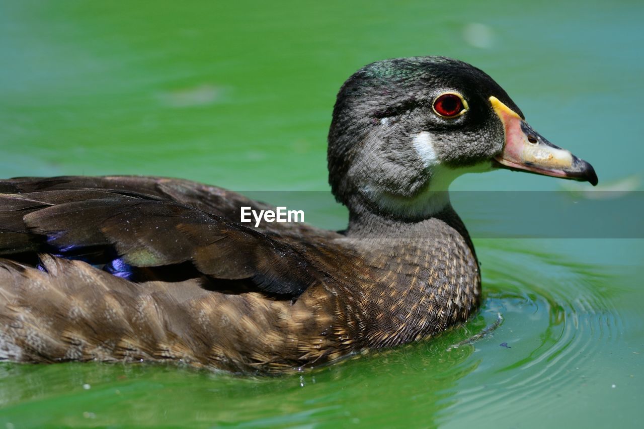 Close-up of bird swimming in pond