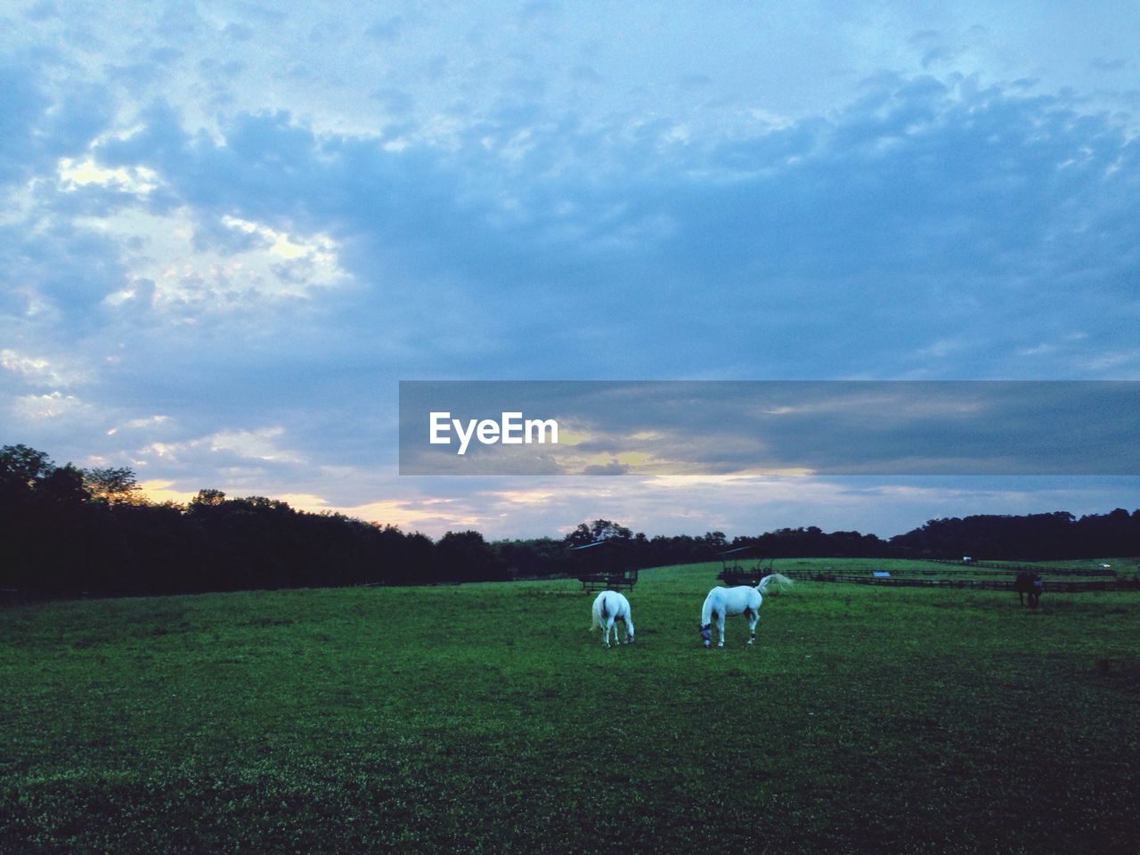 Two horses grazing in a field