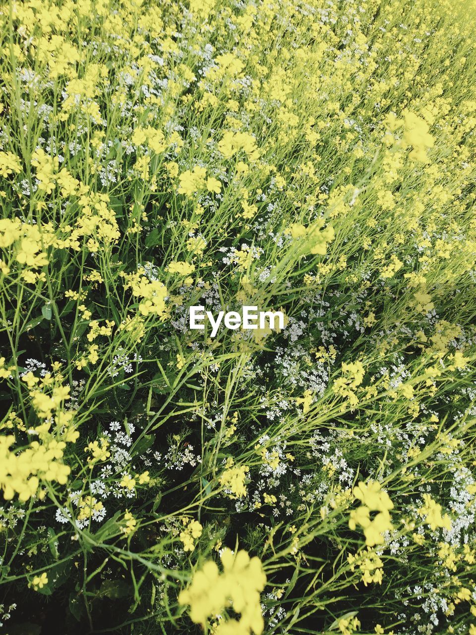 HIGH ANGLE VIEW OF YELLOW FLOWERING PLANT ON FIELD