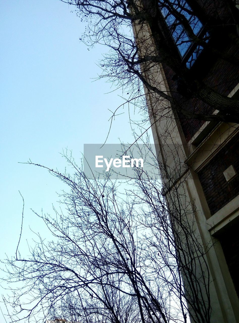 LOW ANGLE VIEW OF BARE TREES AGAINST SKY