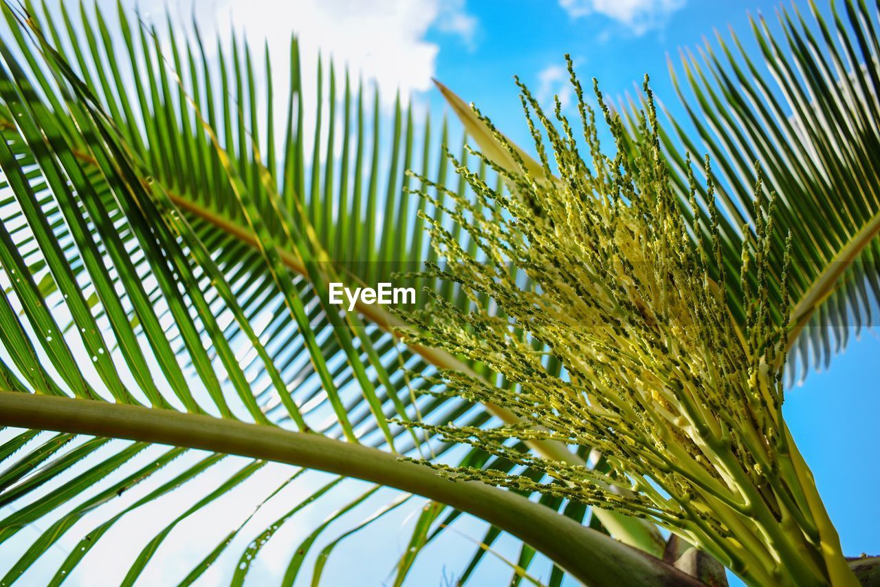 Low angle view of palm tree against sky