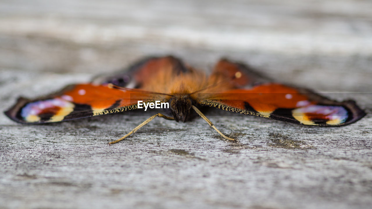 CLOSE-UP OF CATERPILLAR