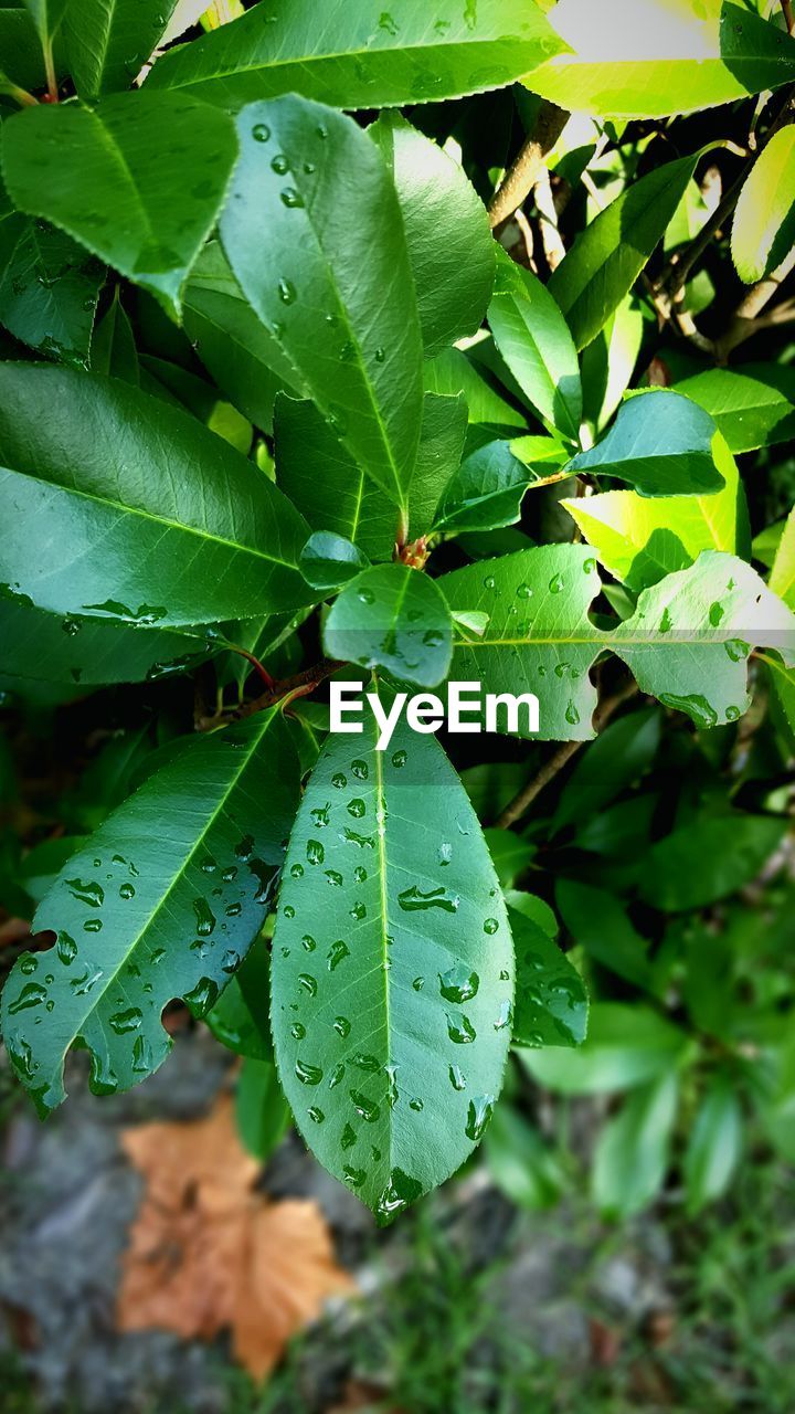 Close-up of fresh green plants