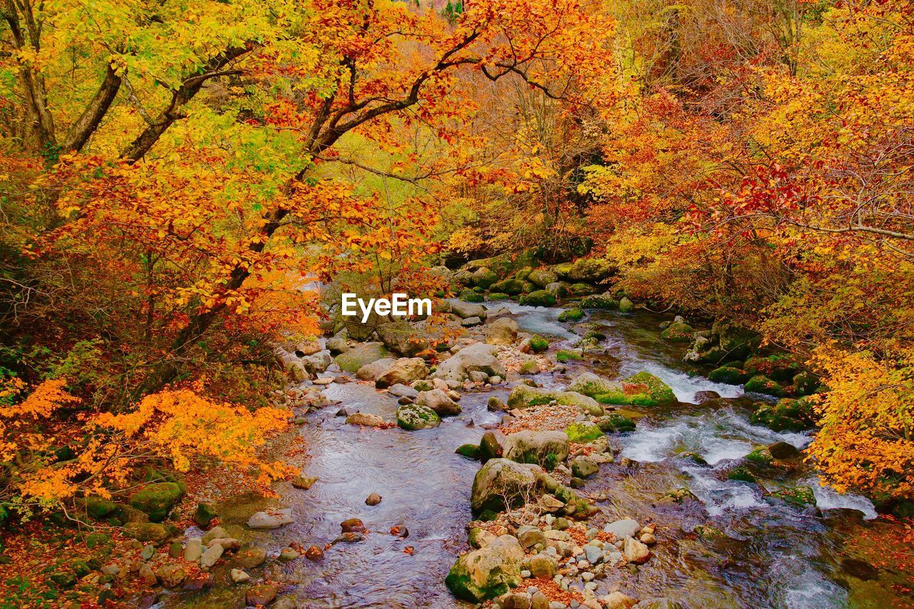 AUTUMN TREES BY STREAM