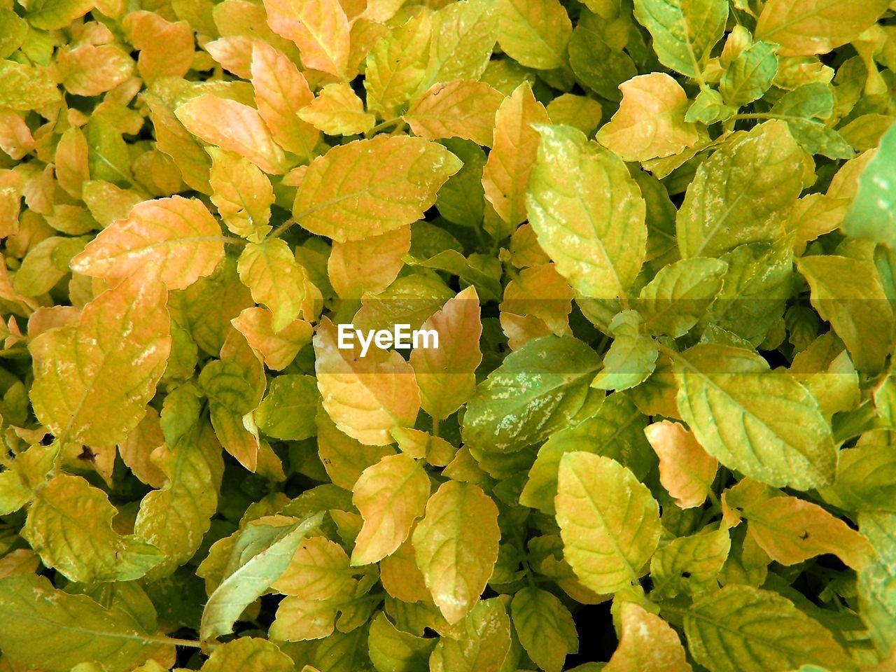 FULL FRAME SHOT OF FRESH GREEN PLANTS