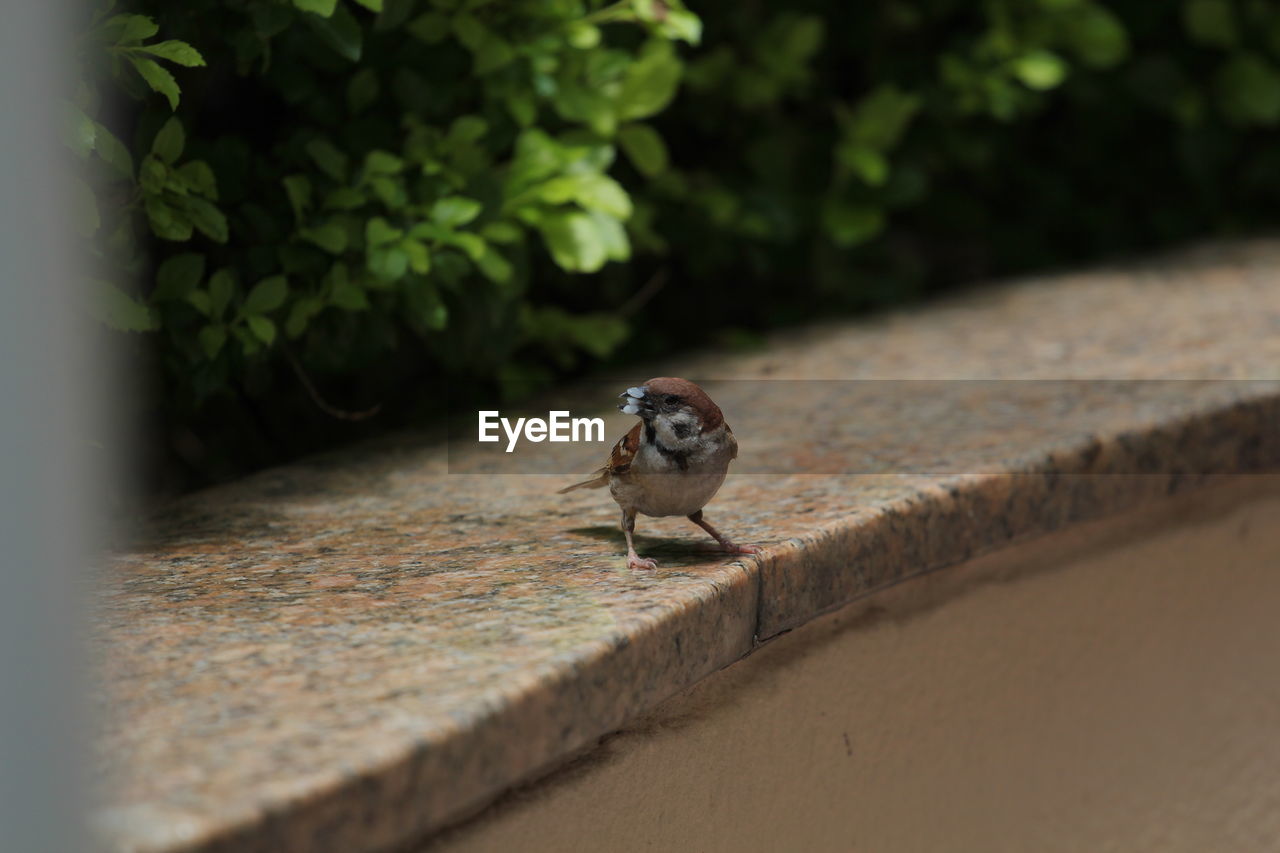 SPARROW PERCHING ON RETAINING WALL