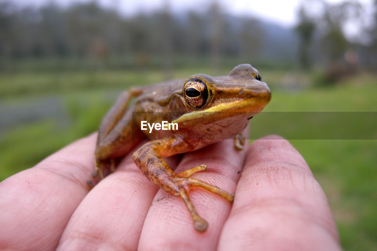 Cropped hand holding frog on field