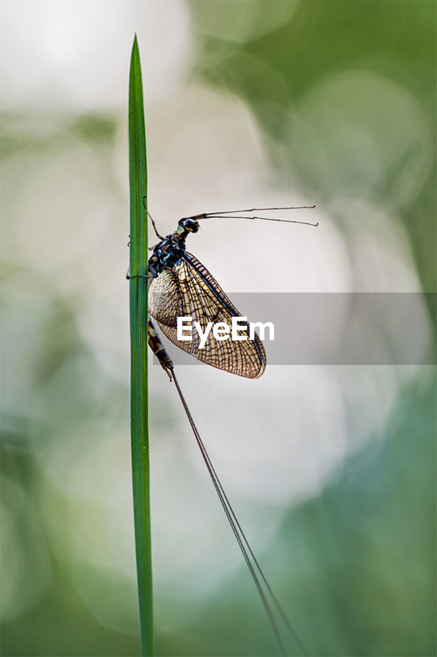 CLOSE-UP OF BUTTERFLY